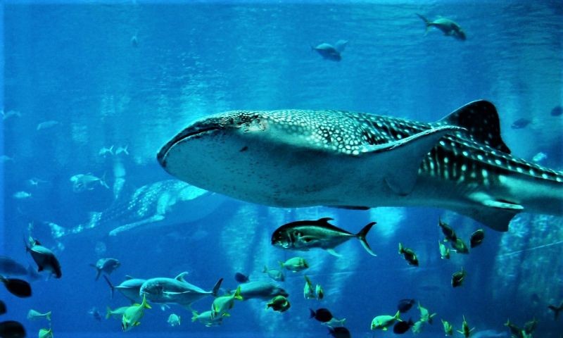 non-totam-est-provident-sunt