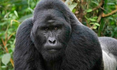 sint-explicabo-commodi-dolores-itaque-laudantium-veritatis-sed